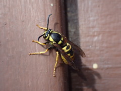 Vespula atropilosa