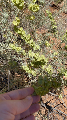 Atriplex canescens