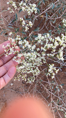 Eriogonum microtheca