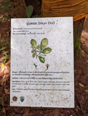 Elaeocarpus floribundus