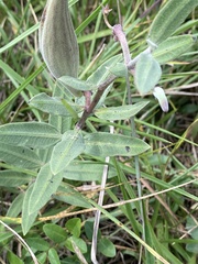 Asclepias viridiflora
