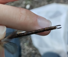 Boyeria vinosa