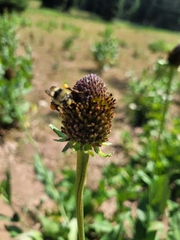 Bombus bifarius