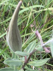 Asclepias viridiflora