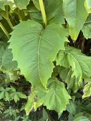 Silphium perfoliatum