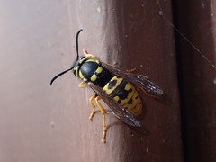 Vespula atropilosa