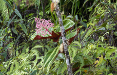 Medinilla