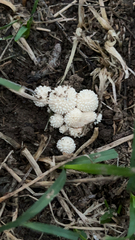 Lycoperdon marginatum