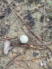Reticularia lycoperdon