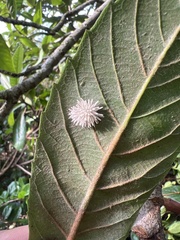 Gibellula