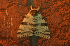 Catocala relicta
