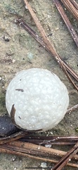 Reticularia lycoperdon