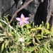 Spergularia rupicola - Photo (c) Jerry Lanfear, algunos derechos reservados (CC BY), subido por Jerry Lanfear