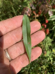 Solidago odora