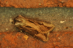 Agrotis venerabilis