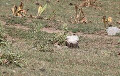 Spermophilus relictus