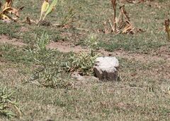 Spermophilus relictus