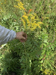 Solidago odora