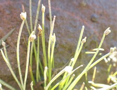 Isolepis cernua