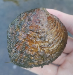 Cyclonaias tuberculata
