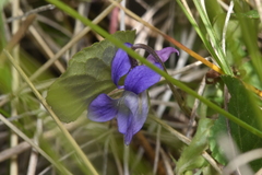 Viola adunca