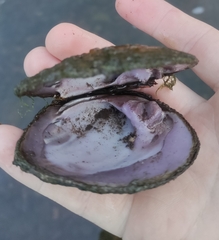 Cyclonaias tuberculata