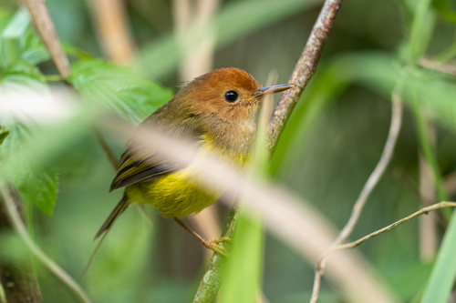 Rufous-headed Tailorbird (Phyllergates heterolaemus), photo 6