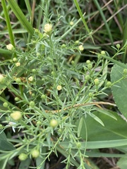 Symphyotrichum dumosum
