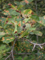 Crataegus douglasii