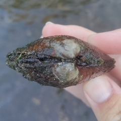 Cyclonaias tuberculata