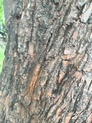 Ulmus parvifolia