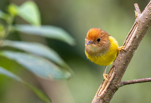 Rufous-headed Tailorbird (Phyllergates heterolaemus), photo 7
