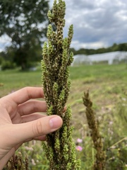 Amaranthus retroflexus