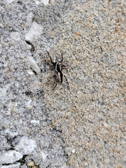 Menemerus bivittatus