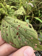 Amaranthus retroflexus