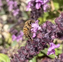 Apis mellifera
