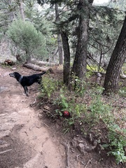 Polemonium foliosissimum