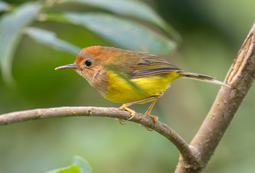 Rufous-headed Tailorbird (Phyllergates heterolaemus), photo 8