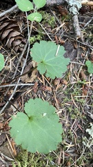 Veronica regina-nivalis