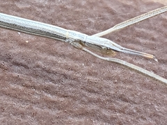 Parabacillus