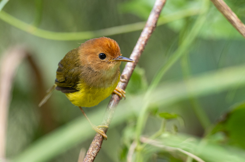 Rufous-headed Tailorbird (Phyllergates heterolaemus), photo 9