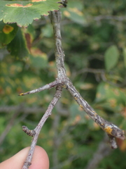 Crataegus douglasii
