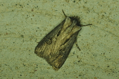 Agrotis venerabilis