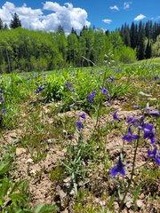 Delphinium nuttallianum