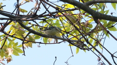 Setophaga cerulea