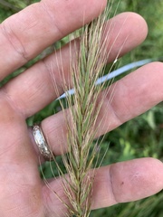 Elymus glabriflorus