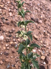 Tetraclea coulteri