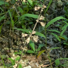 Salvia lyrata
