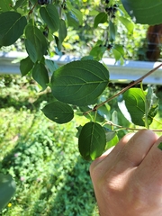 Rhamnus cathartica