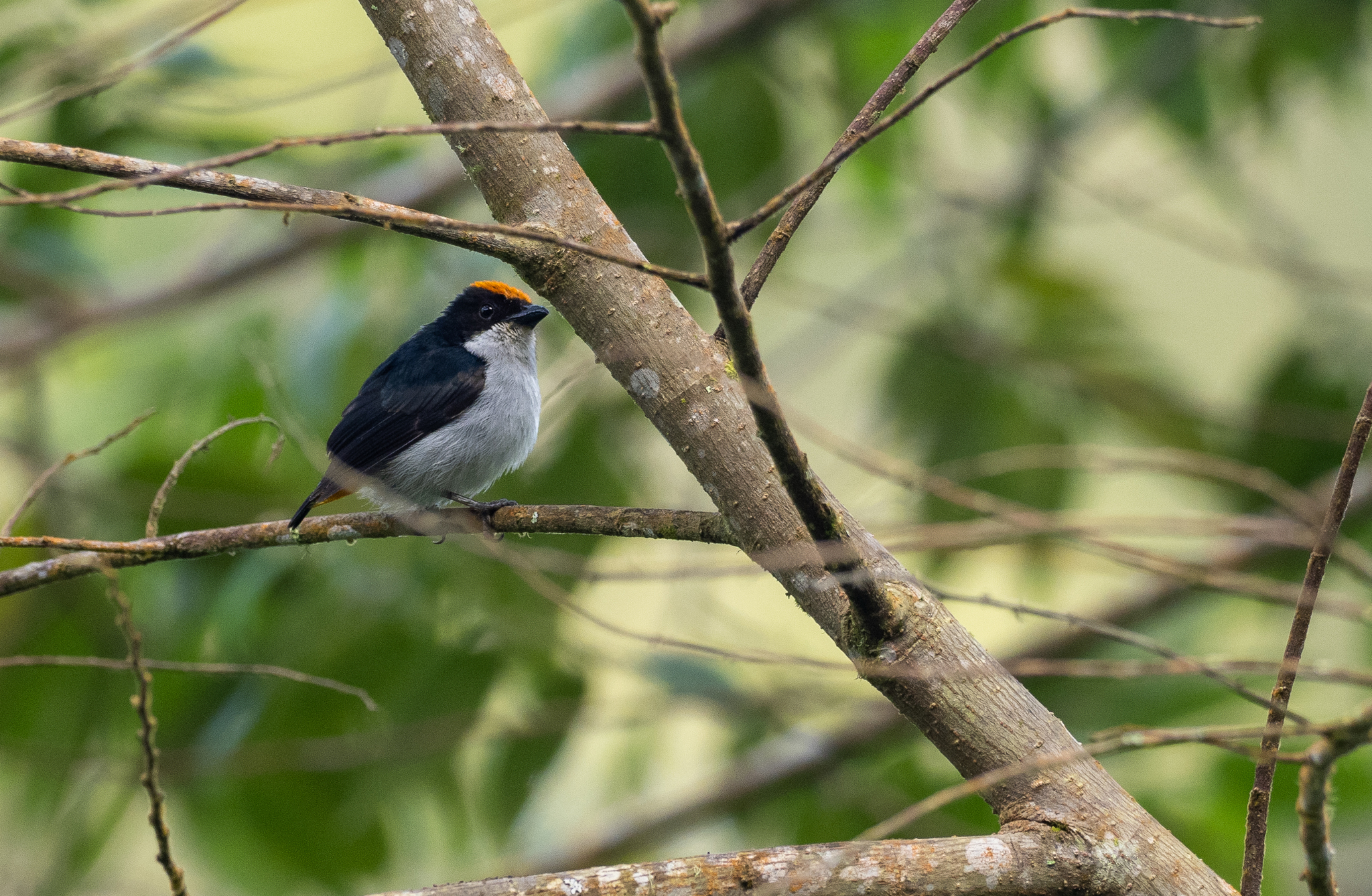 Flame-crowned Flowerpecker (Dicaeum kampalili), photo 8